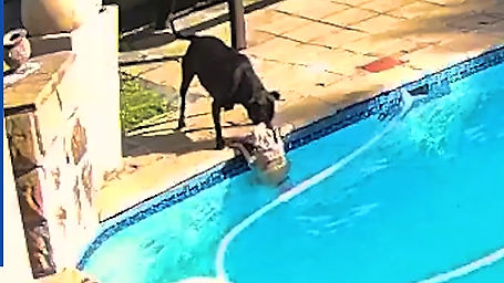 Dog saves sibling from struggling in pool | Daily Mail